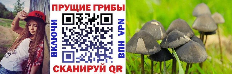 Псилоцибиновые грибы мицелий  mega онион  Курган  как найти  